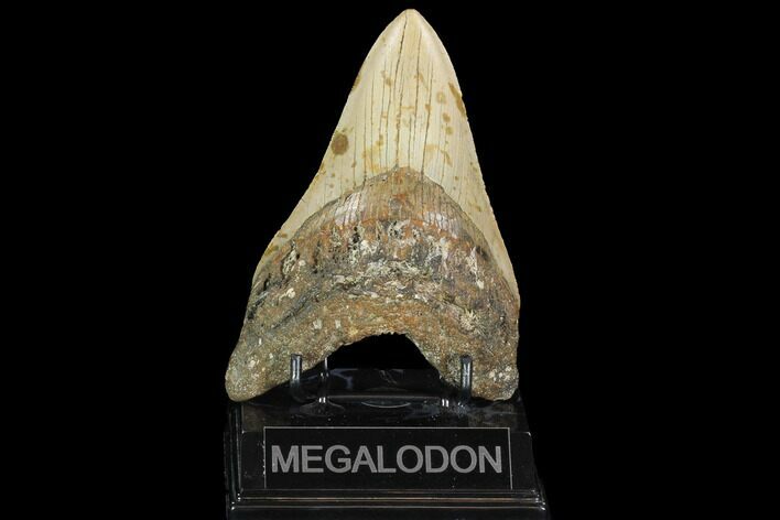 Bargain, Megalodon Tooth - North Carolina #101345